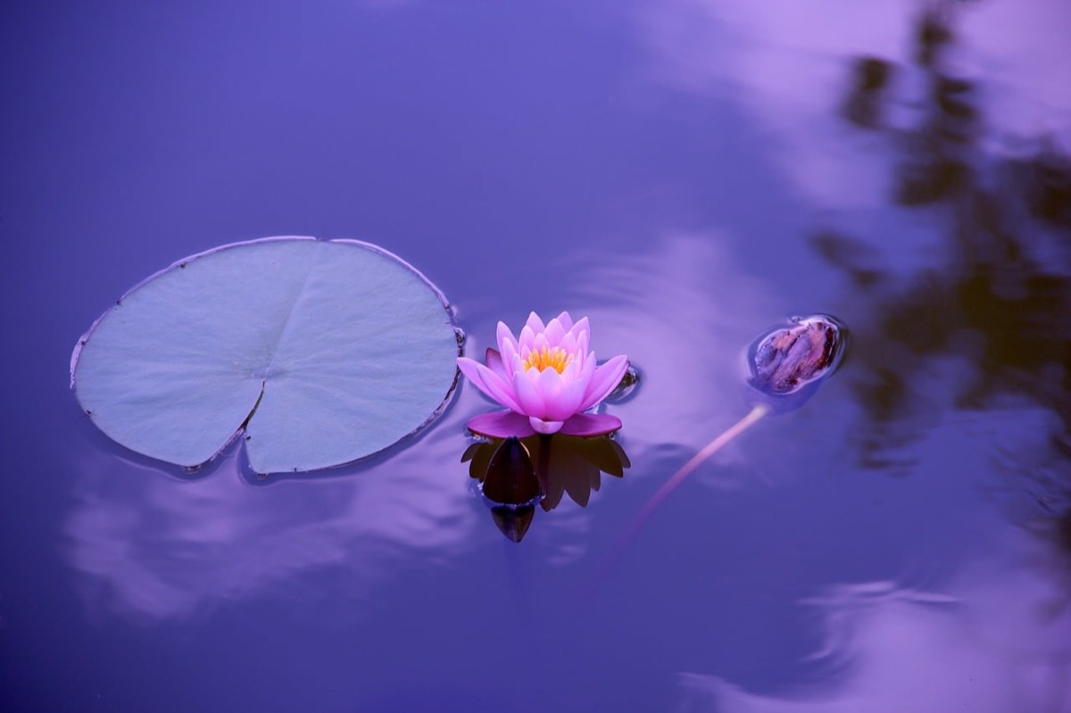 Eleven Ayurvedic Ways to Start Cultivating your Well being