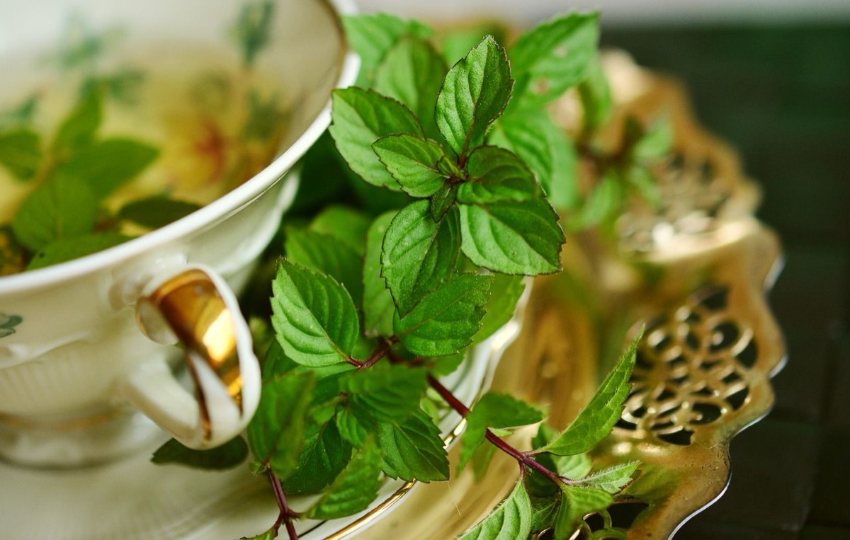Plant Medicine and Spirituality – A Complete Guide