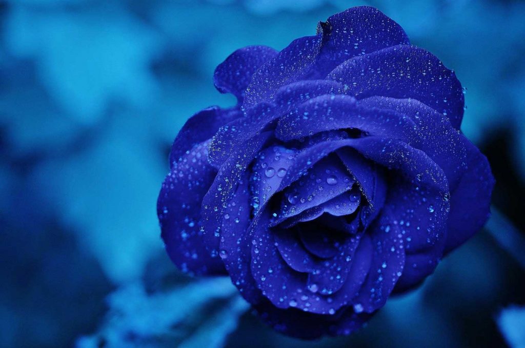 flora empath