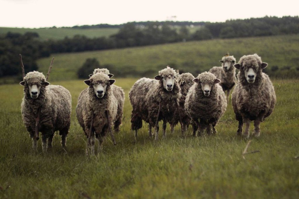herd mentality