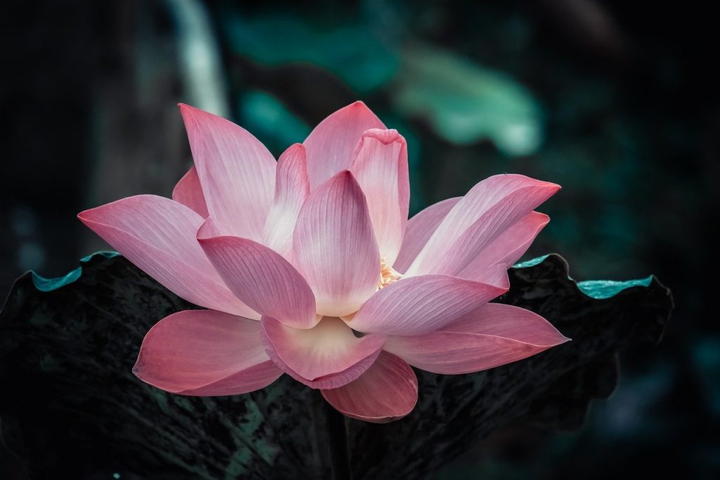meditation mantras for healing