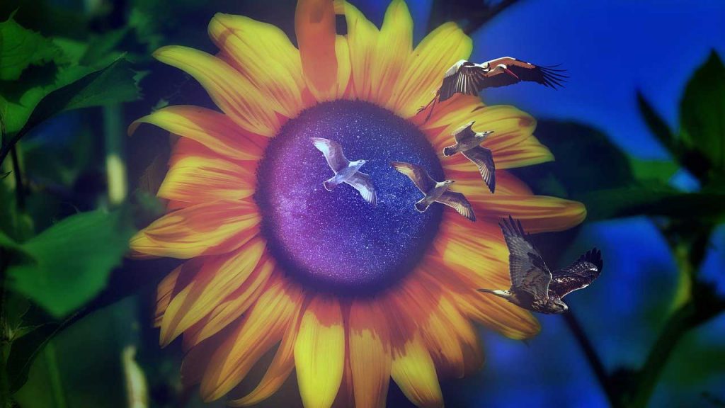 visualization, emotional manifestation, law of vibration